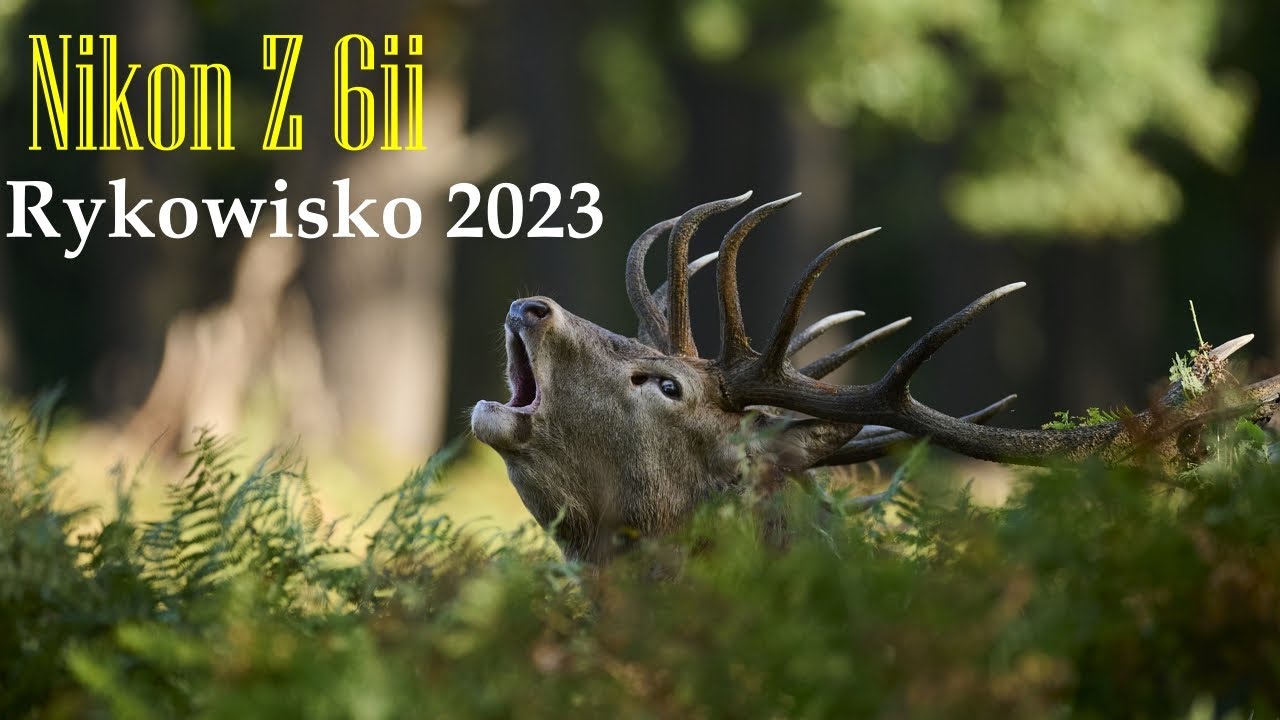 Rykowisko 2023 - Fotografia przyrodnicza  nikonz6ii sigma 500 f/4