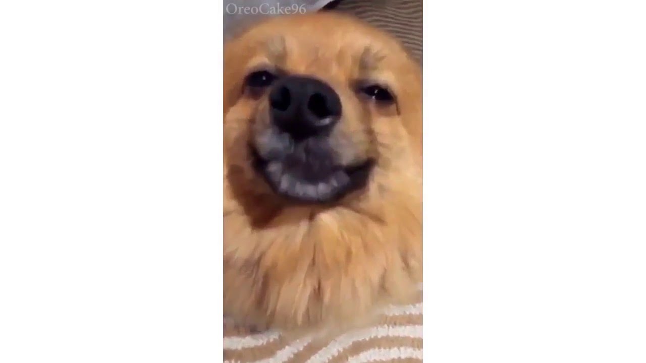 Hatchi & His Guilty face