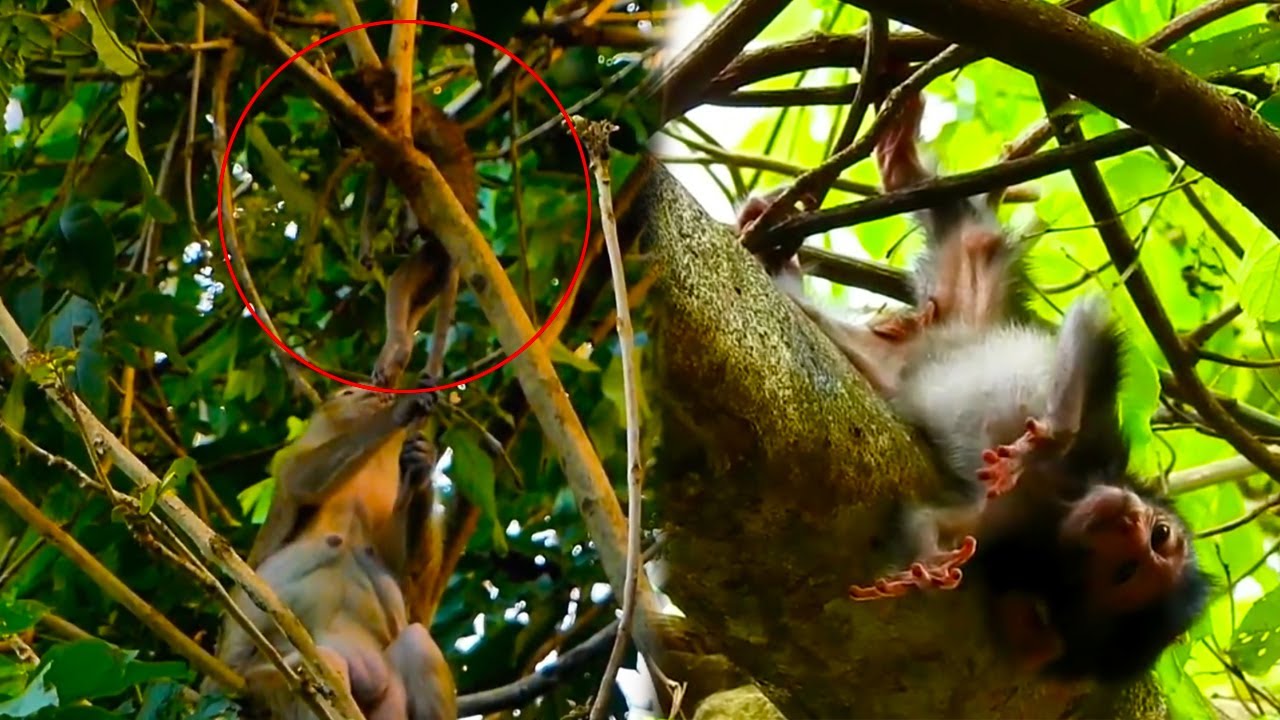 The baby monkey got stuck on a high tree branch. What a sad fate for the baby monkey.