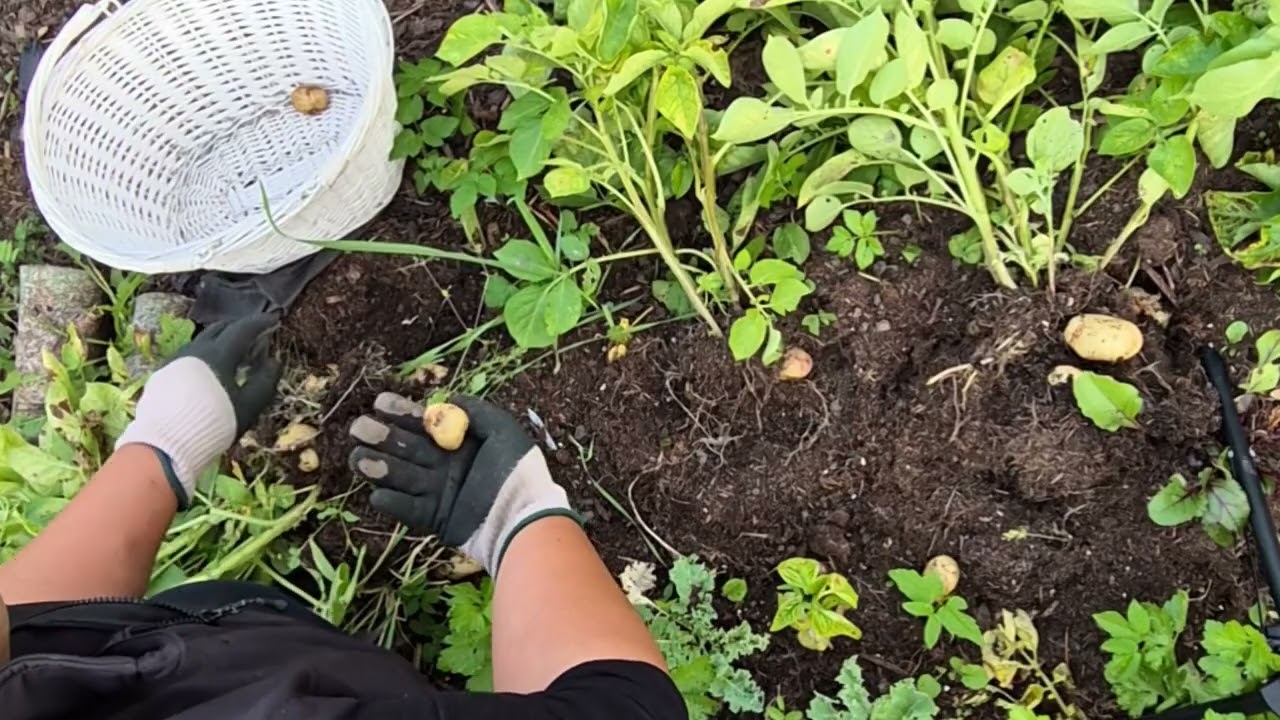 Potato Harvesting