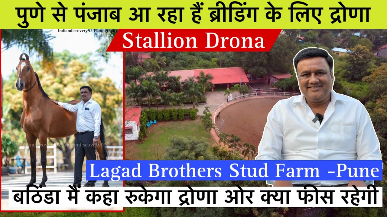 पुणे से पंजाब आ रहा हैं ब्रीडिंग के लिए द्रोणा कहा रुकेगा द्रोणा ओर क्या फीस रहेगी  !