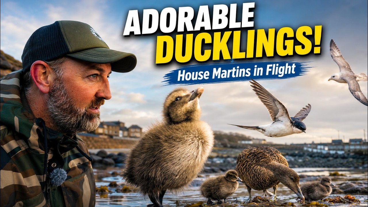 Adorable Eider Ducklings & House Martins in Flight | Seahouses Wildlife Photography