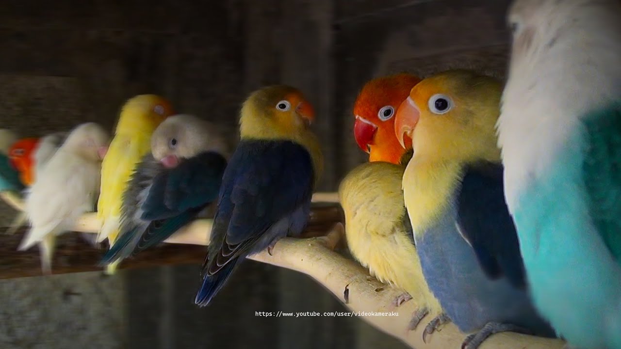 Lovebird's Flock Calls