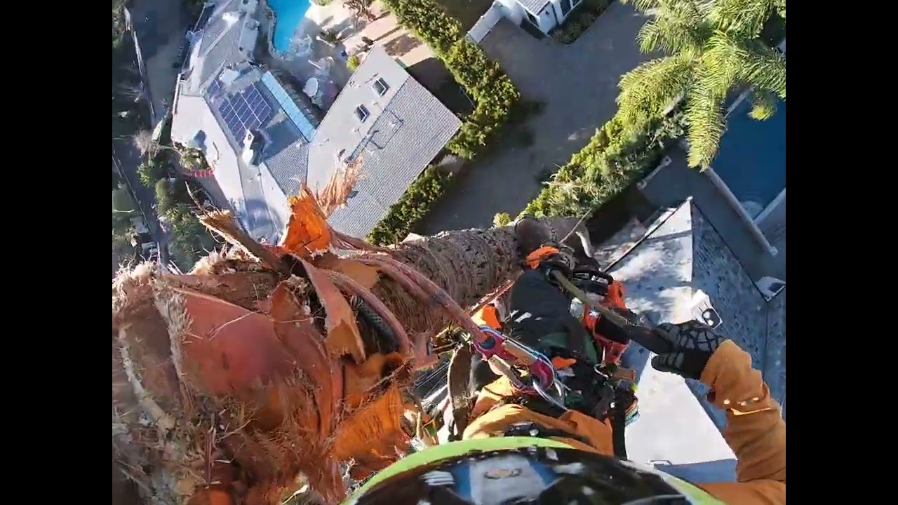 podando una de las palmeras más altas de los ángeles California saludos ✌️✌️