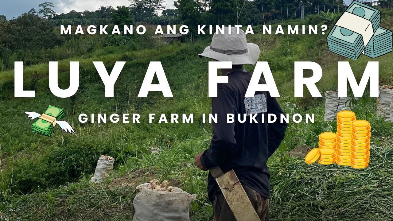 Our Luya Farm in Bukidnon Magkano ang kikitain?
