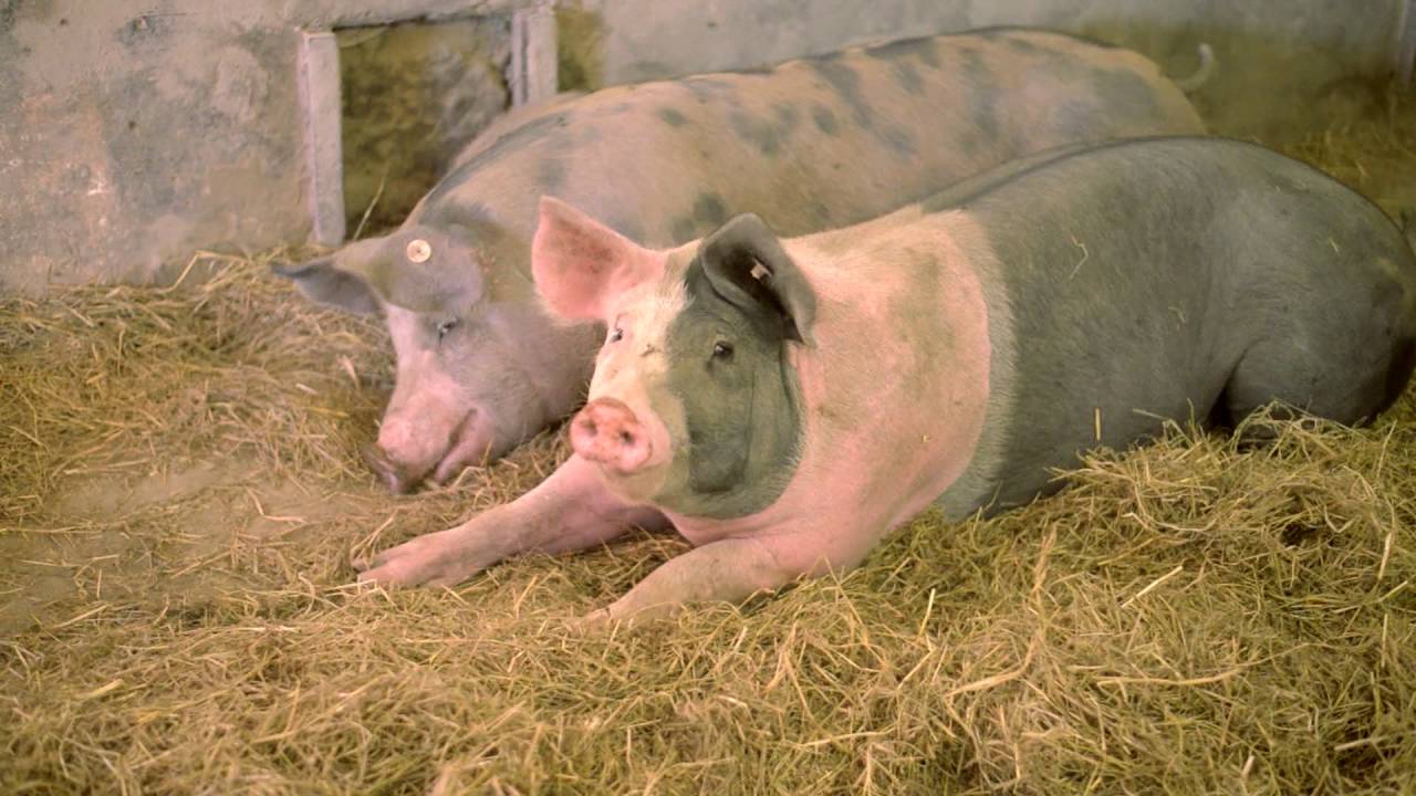 Der Sennenhof in Dörentrup, Lippe - glückliche Schweine in Freilandhaltung bei Wöhrmeier