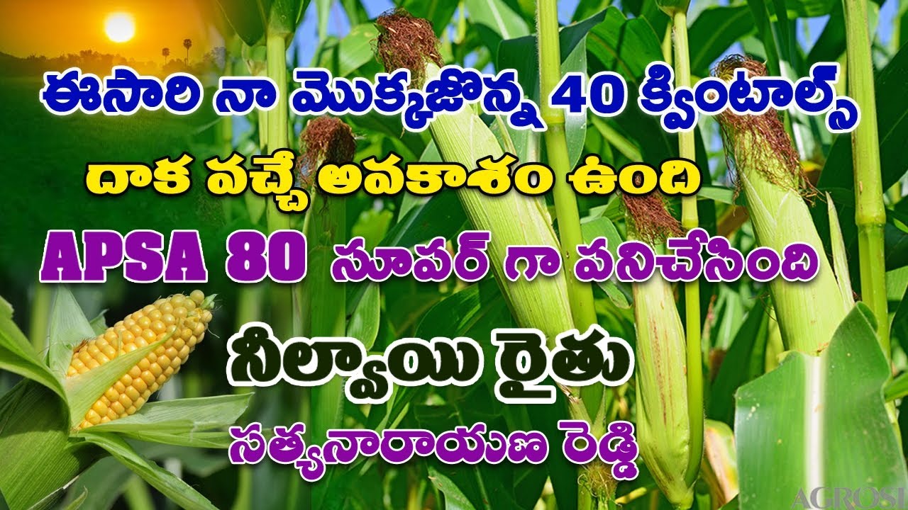 Apsa 80 || Maize 🌽|| Fertilizers || Pesticides || Amway || @Healthcultureplatform 