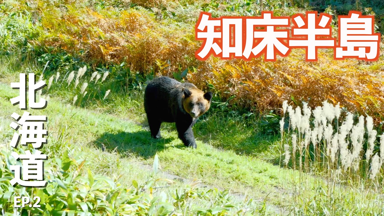 【北海道】秋の絶景知床でクマと大量の鮭に遭遇!!｜知床｜知床五湖｜グルメ｜ドライブ｜田舎暮らし｜北海道｜4K