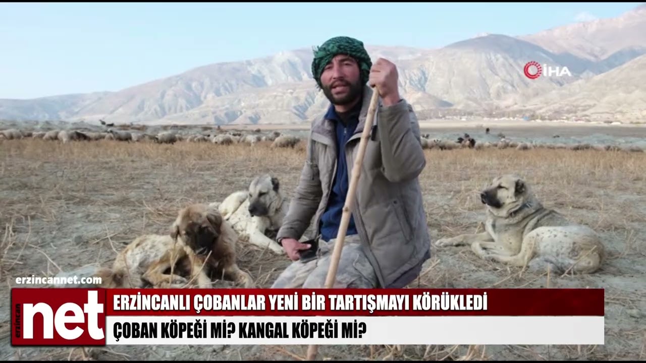 Erzincanlı çobanlar yeni bir tartışmayı körükledi