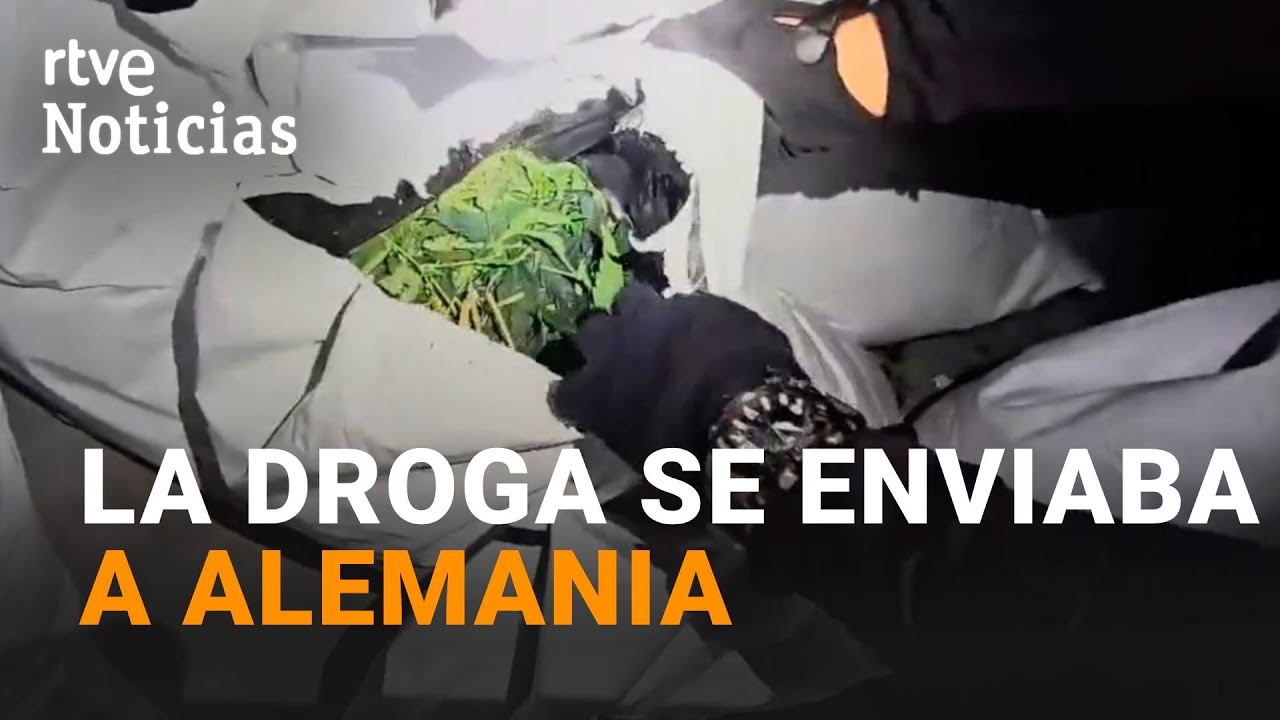 NARCOTRÁFICO: DESMANTELADA una PLANTACIÓN en TOLEDO con 1.350 PLANTAS de MARIHUANA | RTVE Noticias