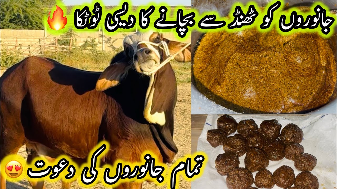 Janwaro Ko Thand Se Bachane Ka Desi Tootka 🔥 | Uzair Cattle Farm | Halwa Making For Cattles 