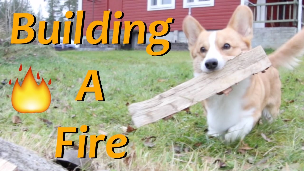 Building up a campfire! - Topi the Corgi