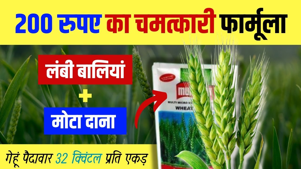 गेहूं की बाली लंबी और दाना मोटा कैसे बनाएं? किसान का Tested Formula!