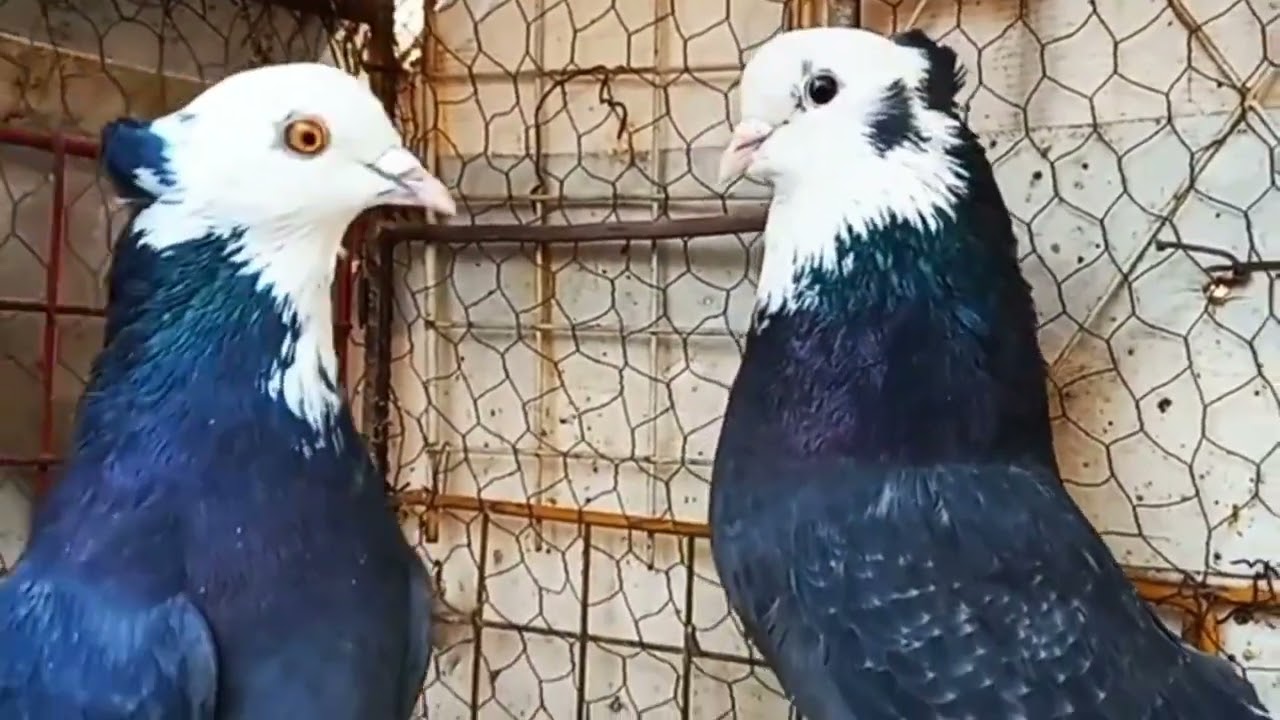 Iranian Highflier Pigeons - Persian Pigeons of Tehran