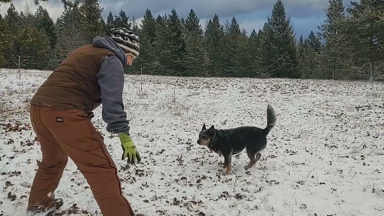 Snow Babies 