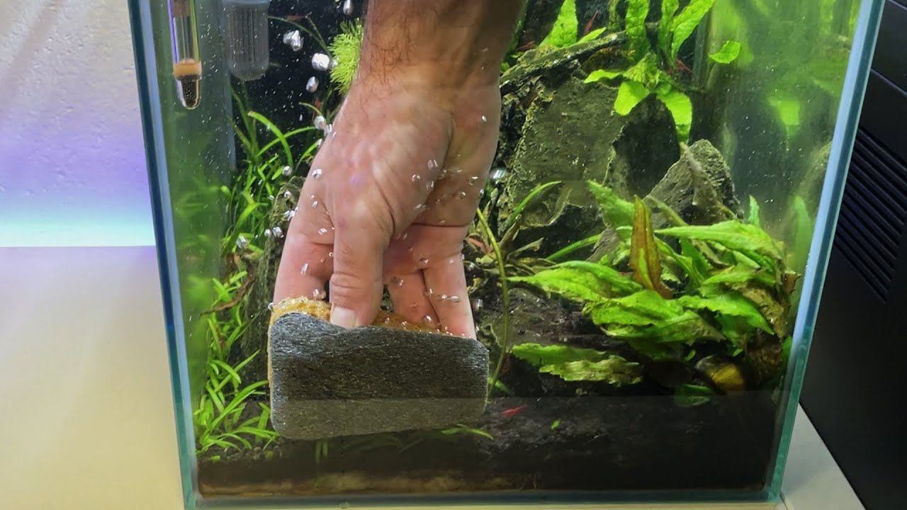 Čistím příšeru v práci Dennerle Cleanator čistící houbičkou - AKVALOG