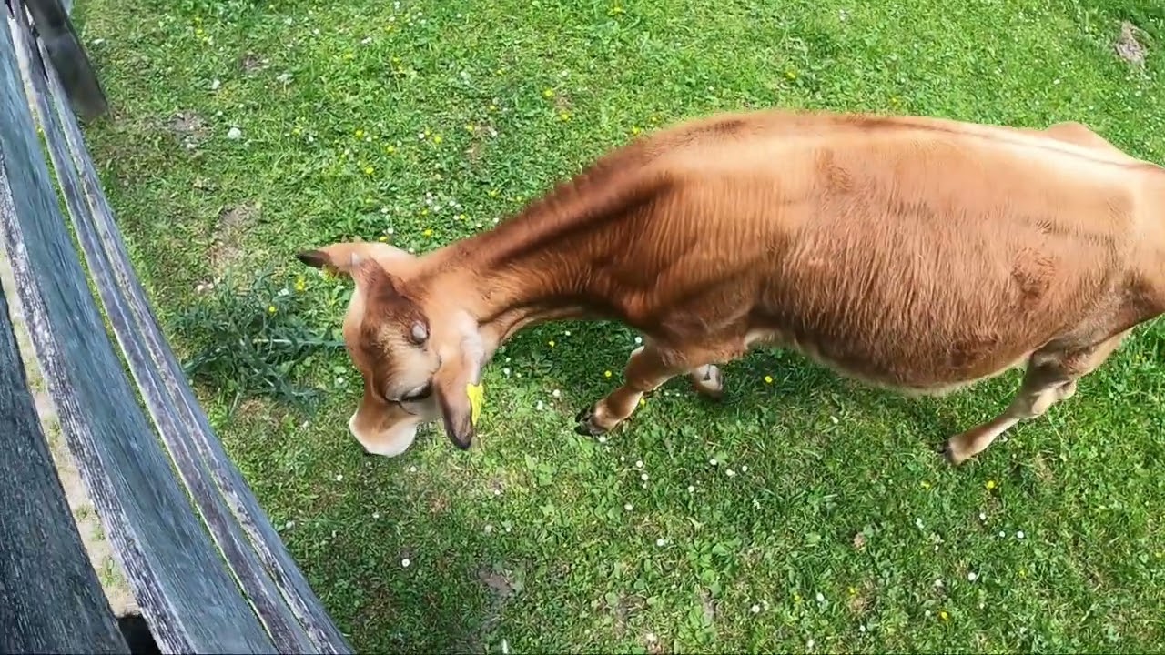 2021 Elfer - Pinnis  - Stubaital im Sommer