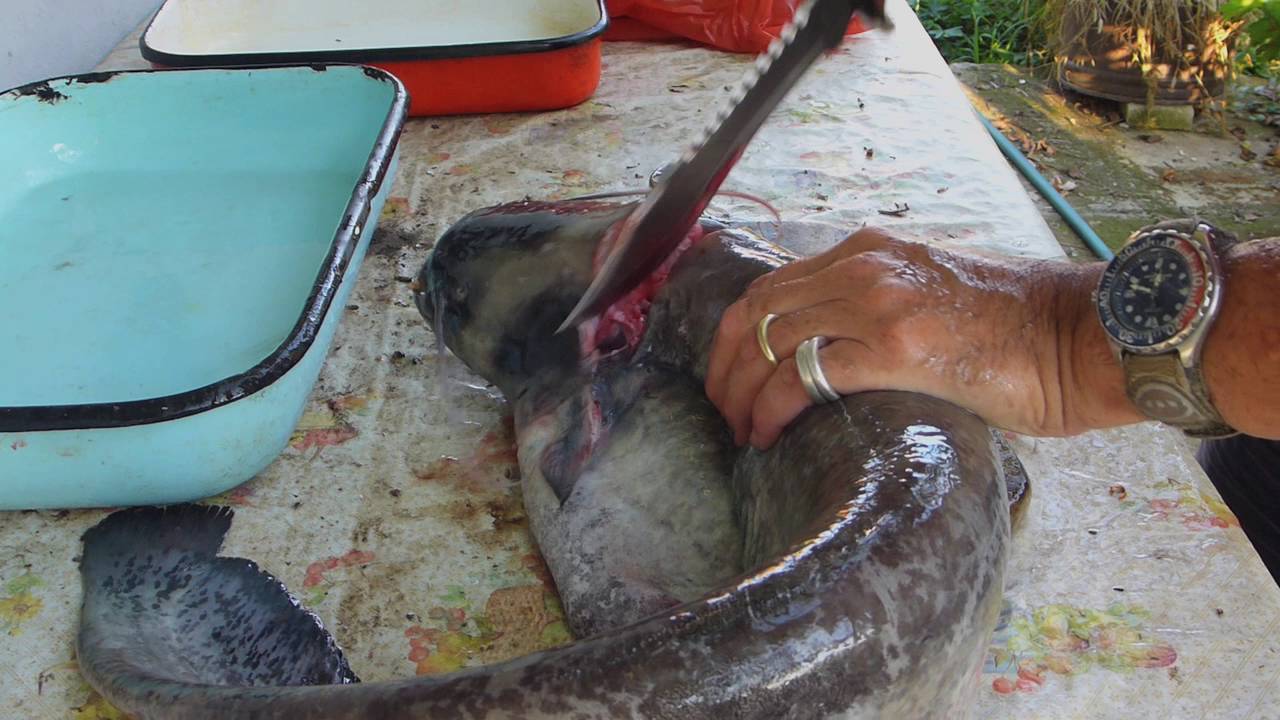 Cooking Catfish Silurus glanis