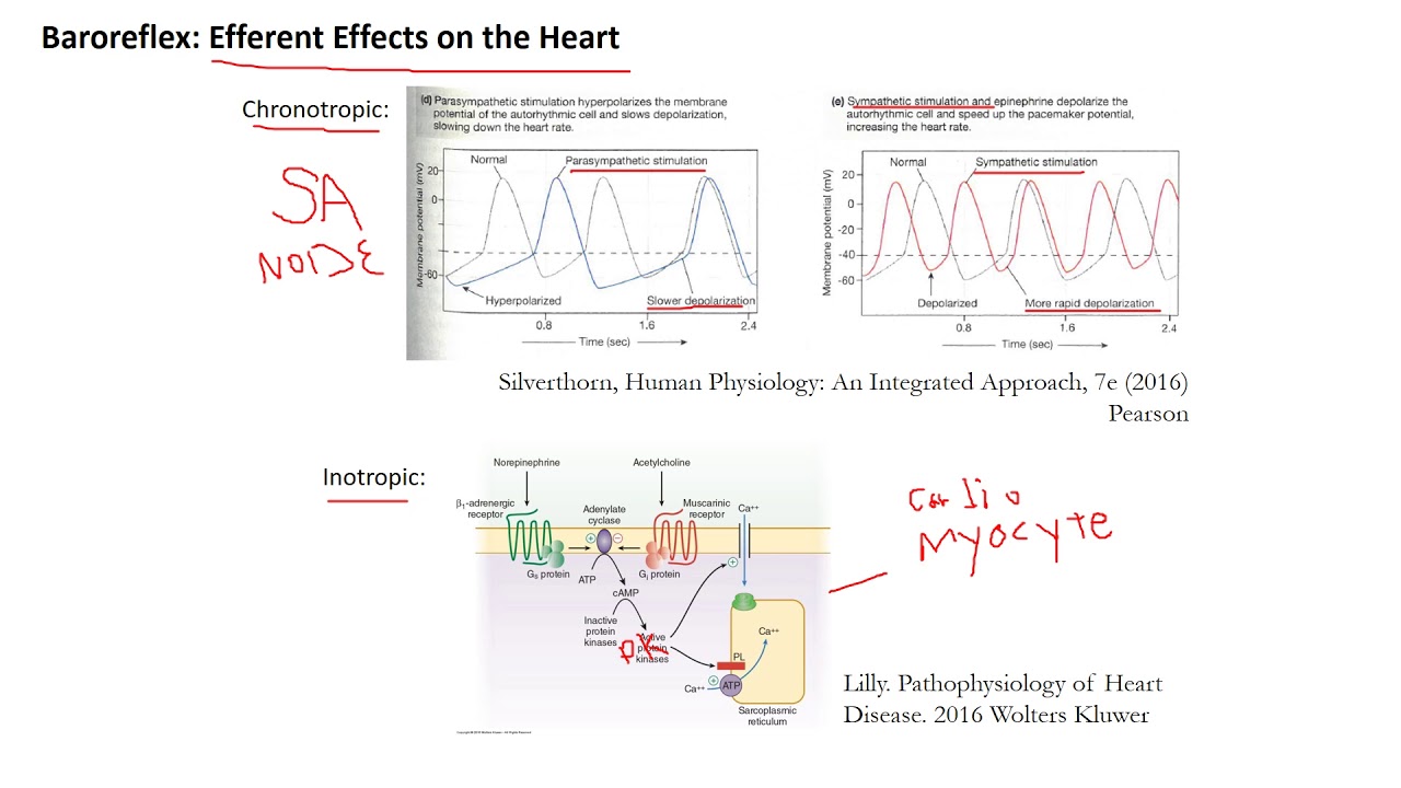 Physiology of Blood Pressure Control