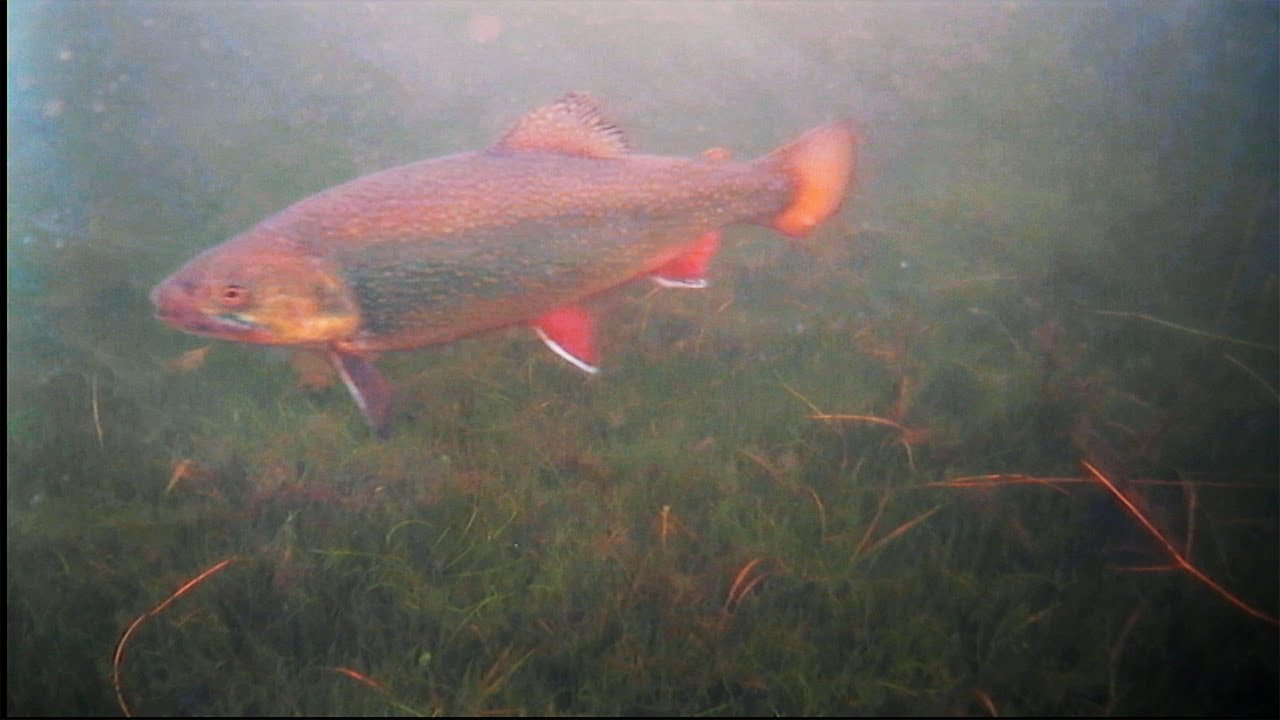 Ice Fishing for GIANT  INLAND Brook Trout!