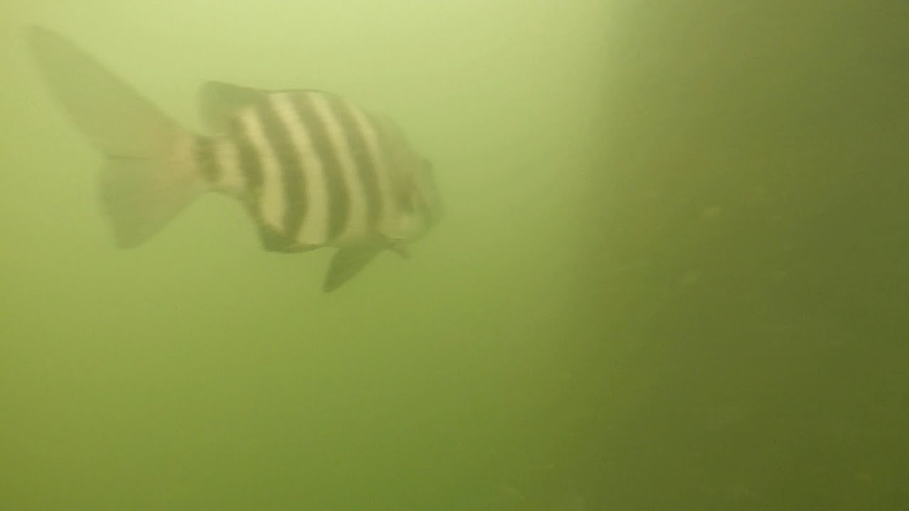 No shortage of sheepshead! #florida #fishing 