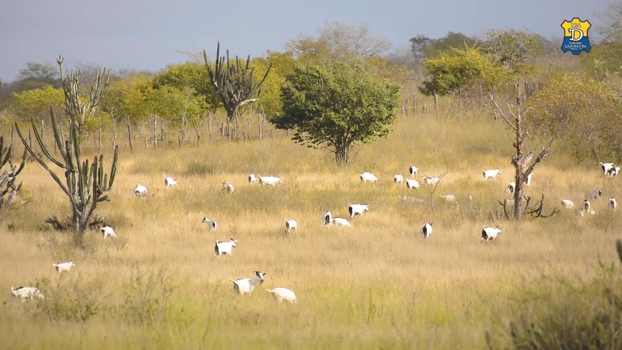 Ordenha das cabras nas fazendas Carnaúba/ Pau Leite/ Bonito