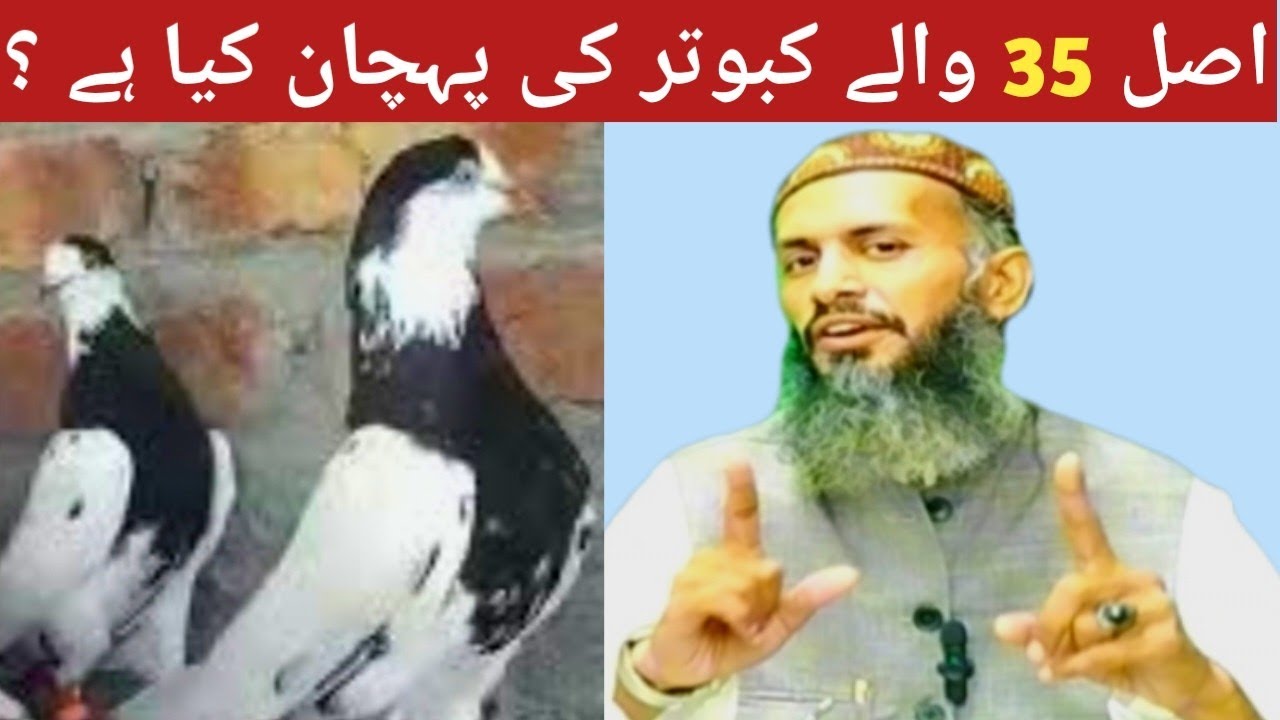 Original 35 Waly Kabootar Ki pehchan Kia Hao? || 35 walay kabootar || Amjad ali official