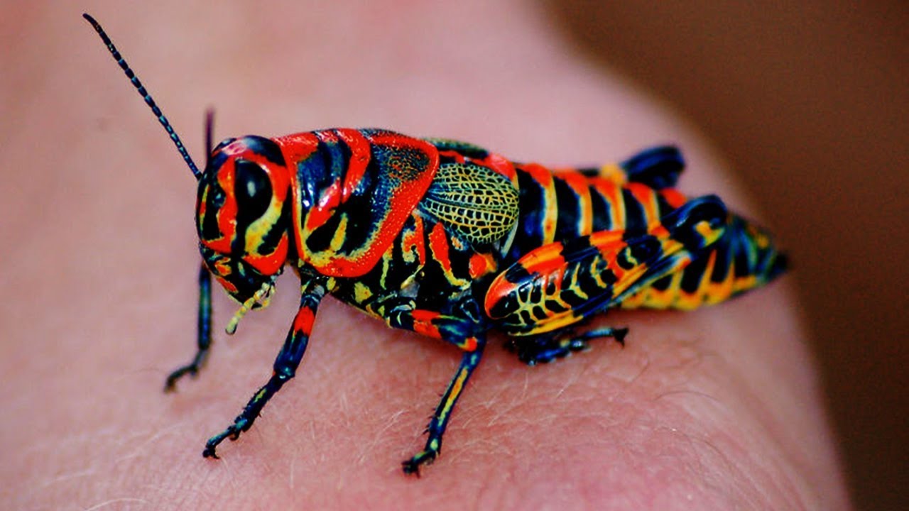 5 Most Beautiful Insects You Won't Believe Are Real