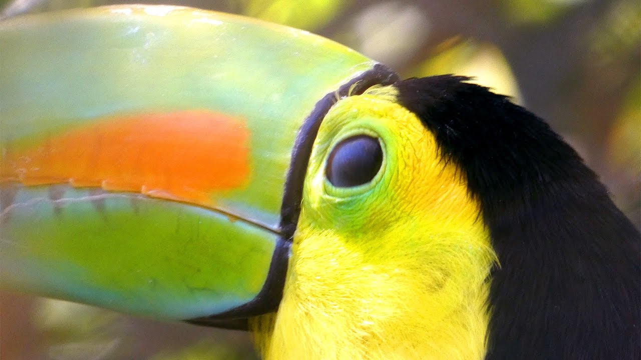 Panasonic Lumix FZ80 4K Unedited Wildlife Footage Sample Video (Filmed at the LA Zoo)