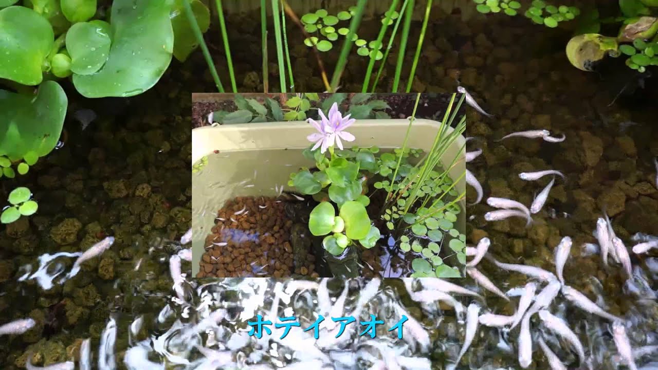 我が家流メダカの飼育　My cute fish Medaka