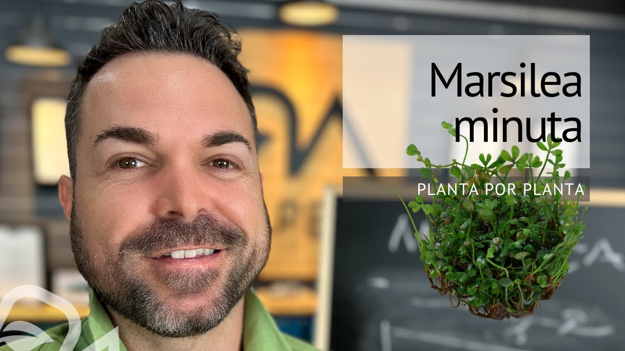Marsilea MINUTA, una TAPIZANTE muy fácil y con poco mantenimiento