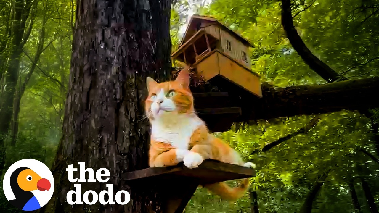 У этого уличного кота есть собственный домик на дереве | The Dodo
