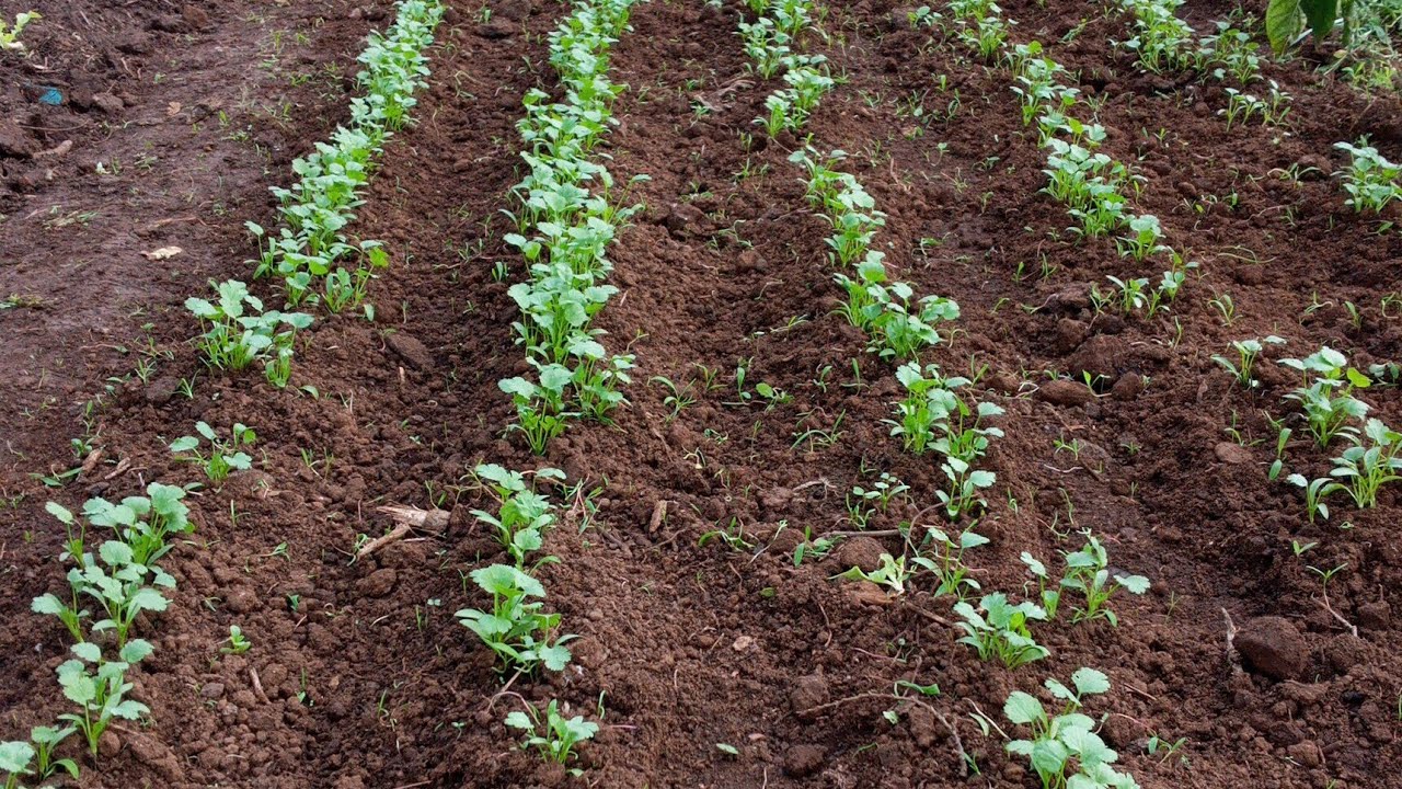 Los mejores cultivo para el Invierno primera parte.