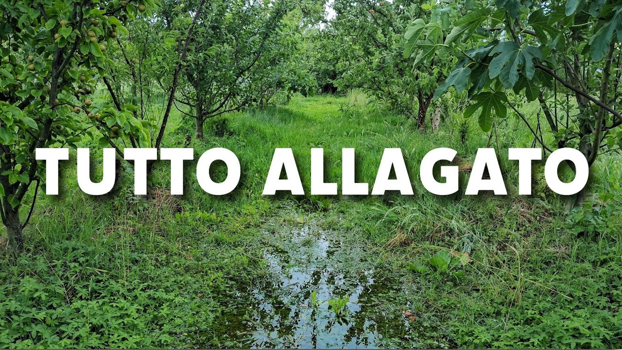Innondazione agroforesta - (17 giugno 2025)