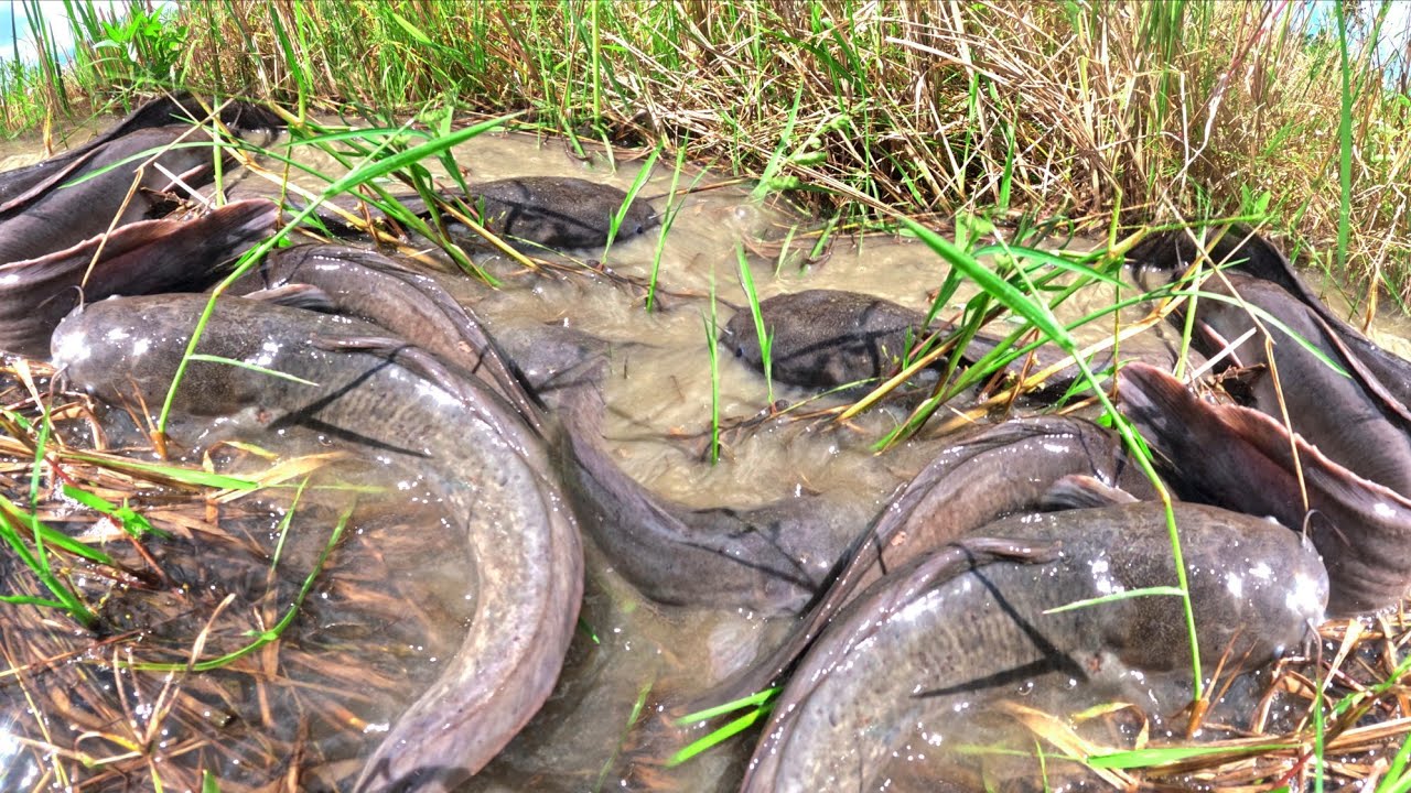 Top unique amazing, pick a lot of duck eggs under the grass catch fish by hand Farmer amazing
