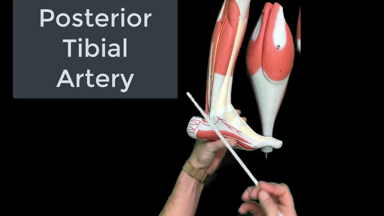 Lower Limb Arterial Anatomy