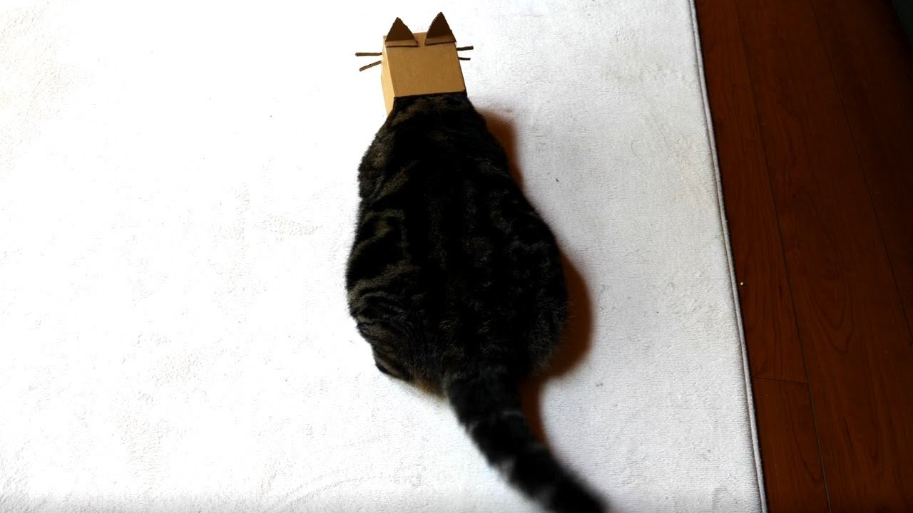 まる、猫になる- Maru becomes a cat.-