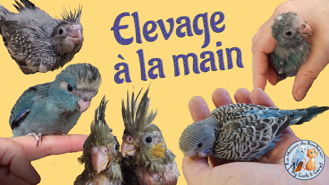 Élevage à la main d'un Oisillon - Guide COMPLET de l'EAM