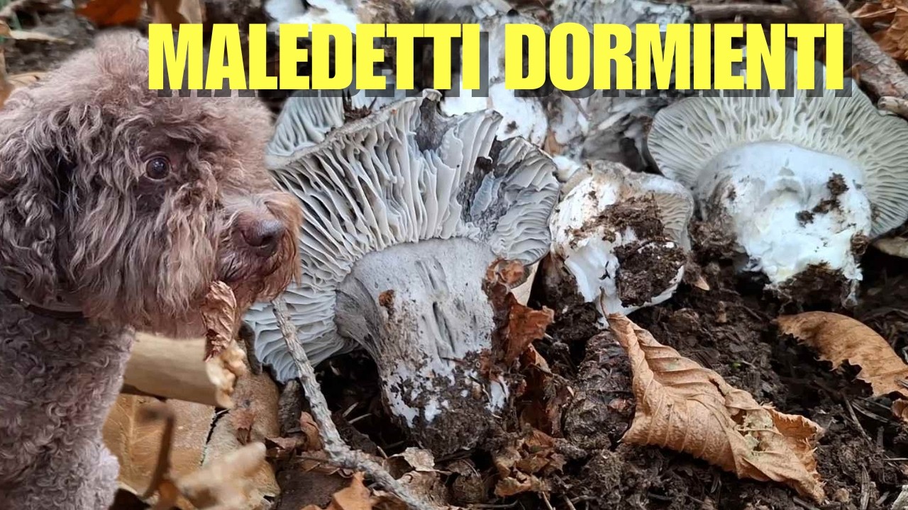 DORMIENTI 2026 Che fatica trovarli! Marzuoli in Liguria con Archie