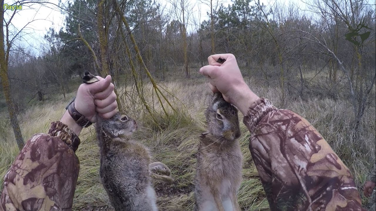 ОХОТА НА ЗАЙЦА  ##НОВИНКА## Добыли два зайца в лесополосе.  GoPro HERO 4