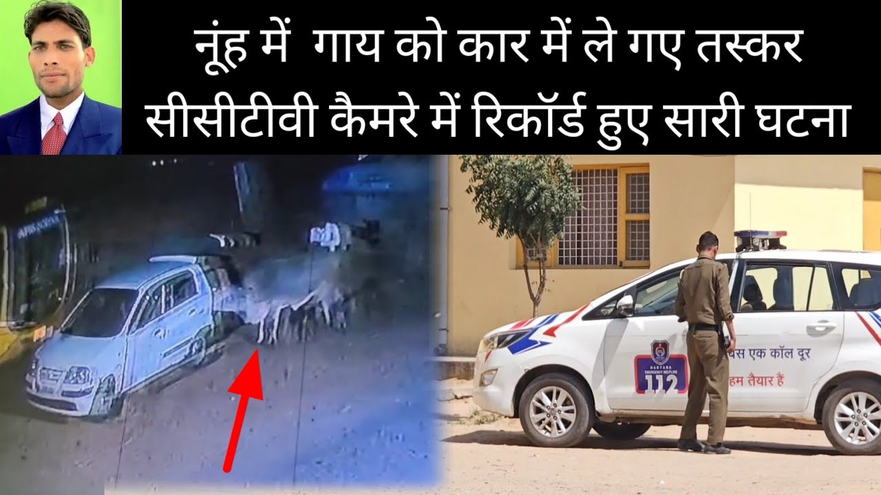नूंह में  गाय को कार में ले गए तस्कर सीसीटीवी कैमरे में रिकॉर्ड हुए सारी घटना  24 March 2025