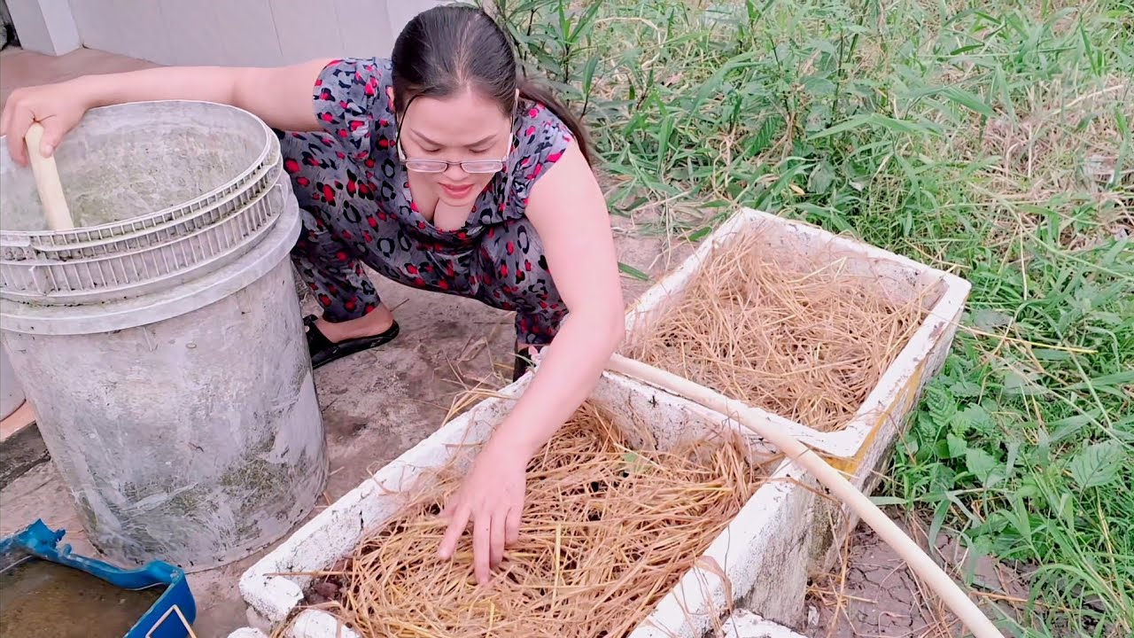 Gái Miền Tây Chăm Sóc Vườn Rau Nấu Ốc Kho Sả Ớt @PhucRoPhi 