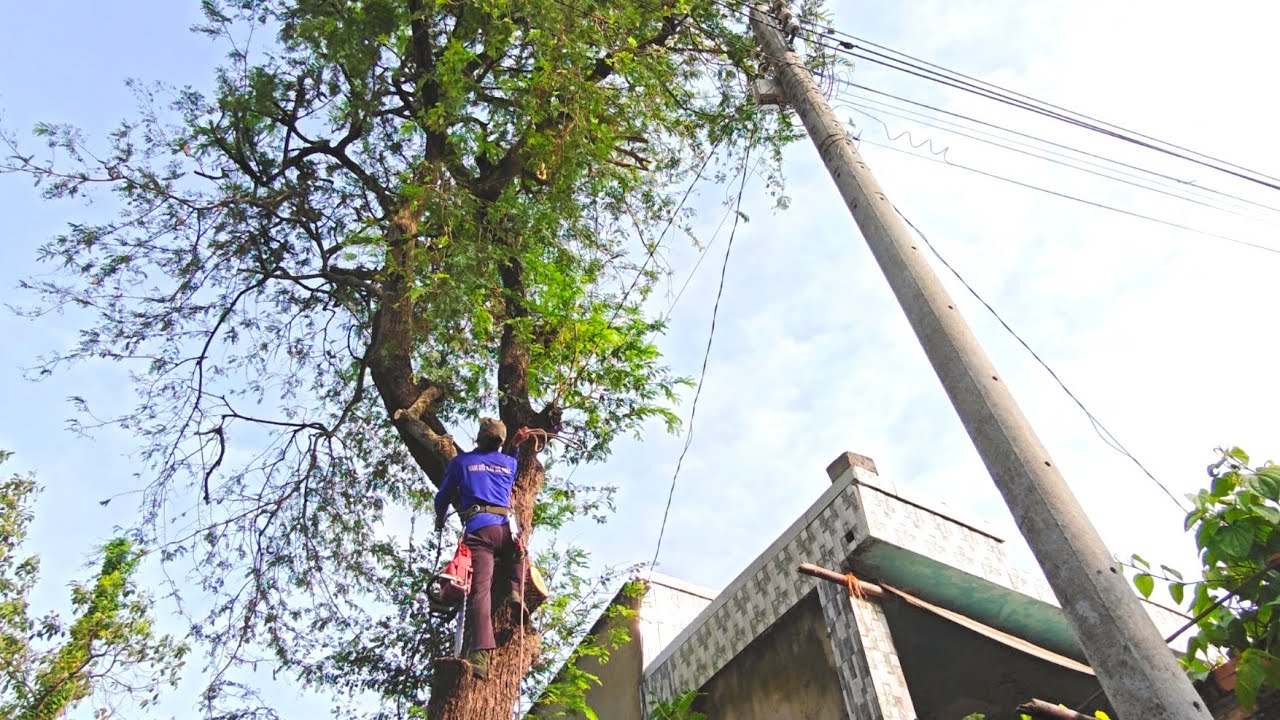 Cưa cây Me Chua To Siêu Nhánh Um Tùm phủ lên đường dây điện cực kỳ Ng.uy H.iểm