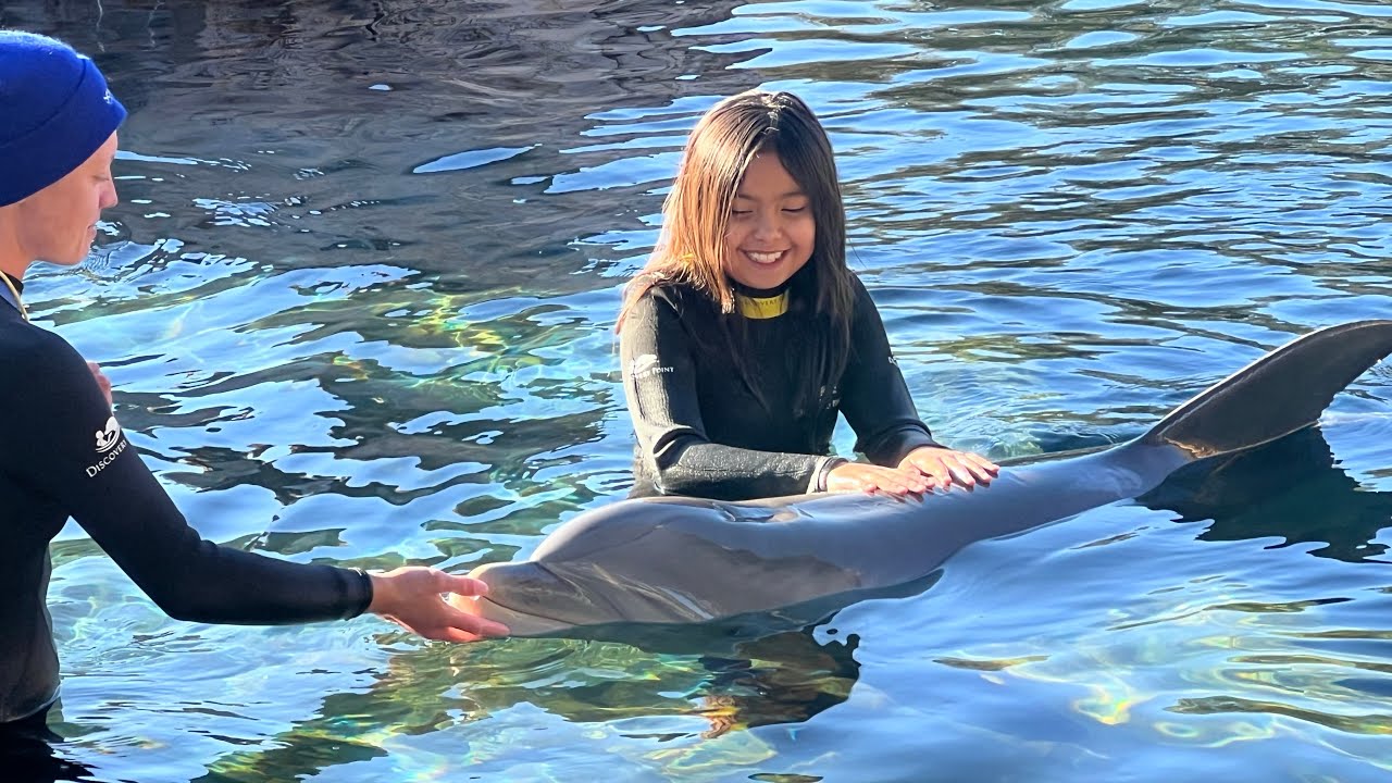 Marshuntv SEAWORLD DOLPHIN INTERACTION 