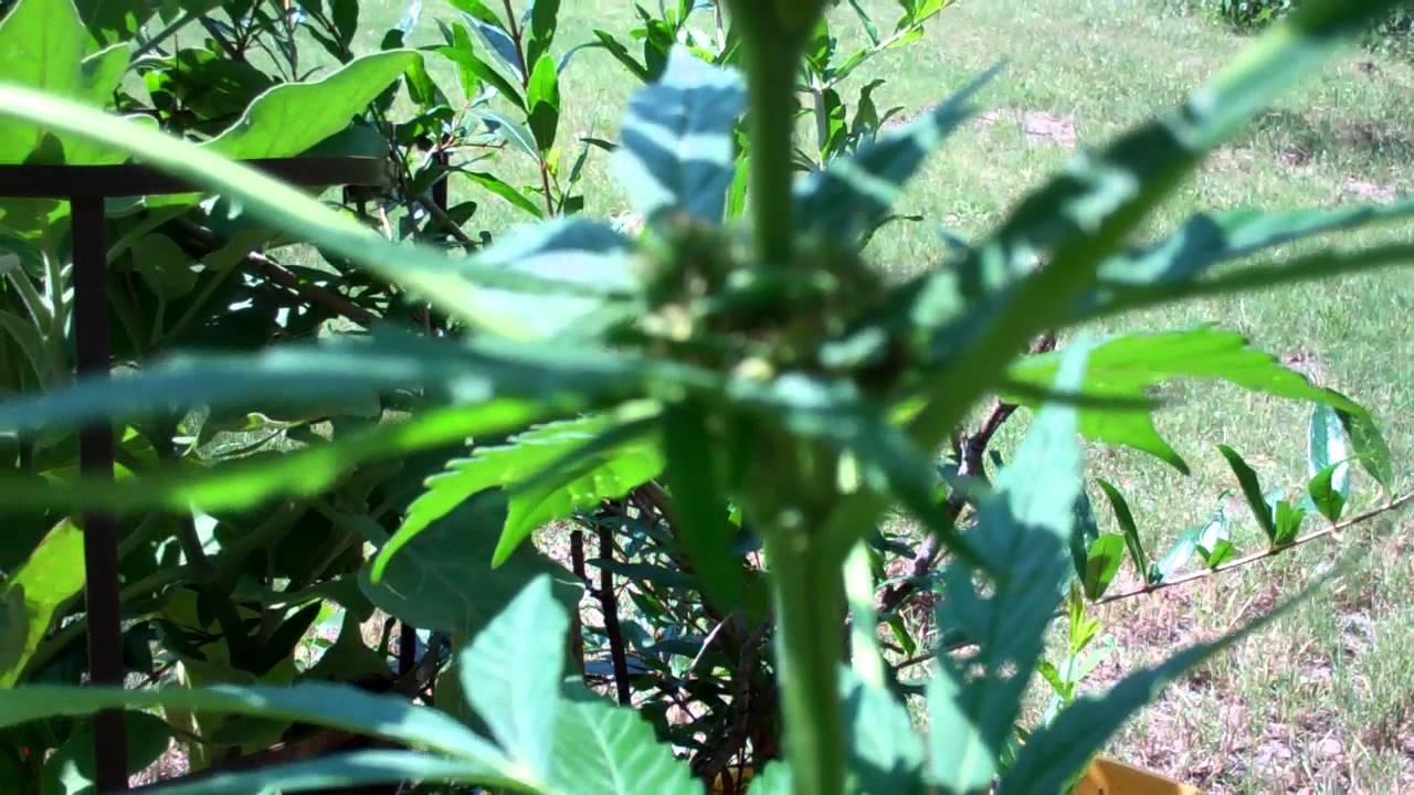 2 weeks into flowering stage 