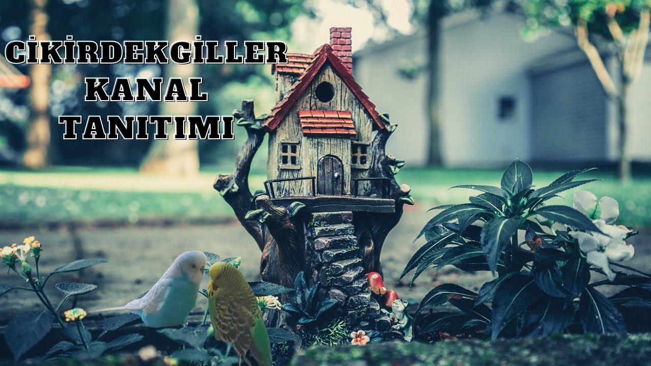 ПРОДВИЖЕНИЕ КАНАЛА CİKİRDEKGİLLER