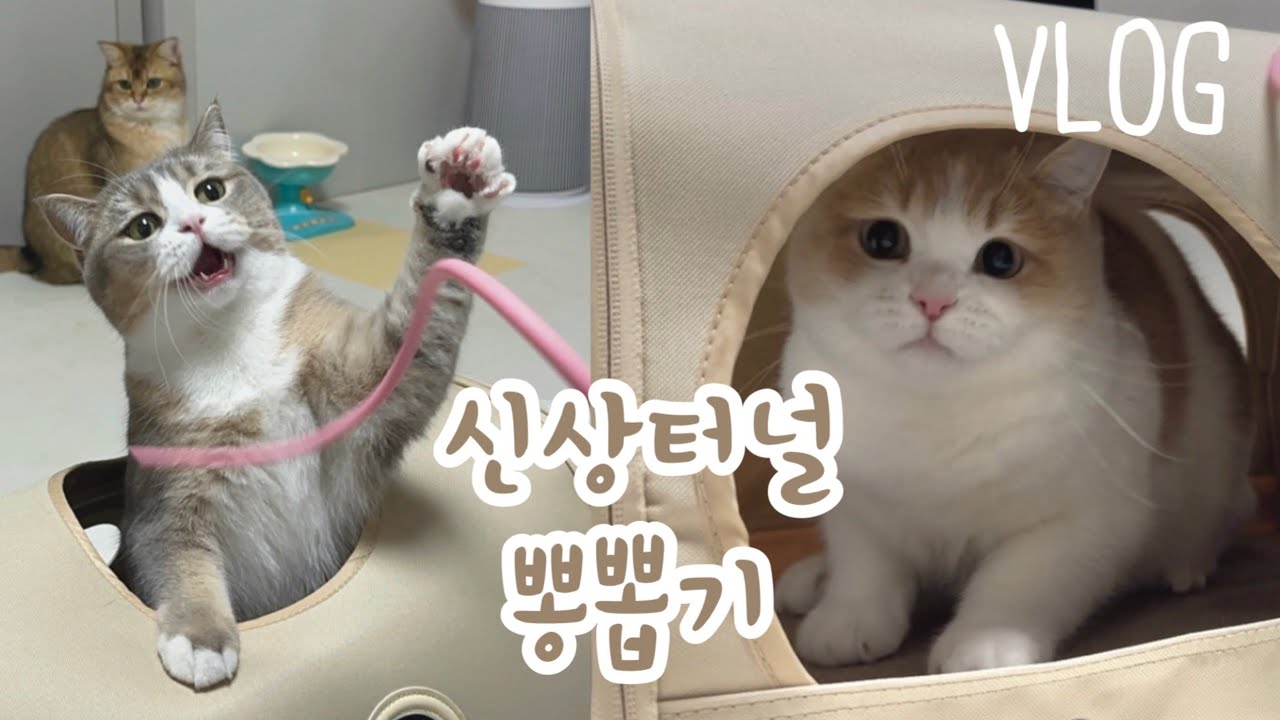 [vlog] 두잇 트레인 익스프레스 터널로 고양이 세마리 놀아주기🥰