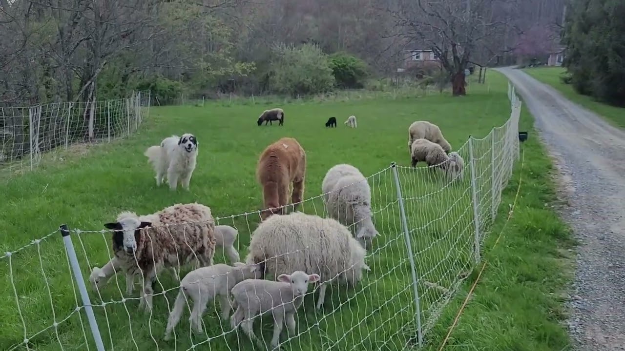 Premier One Portable Electric Fence