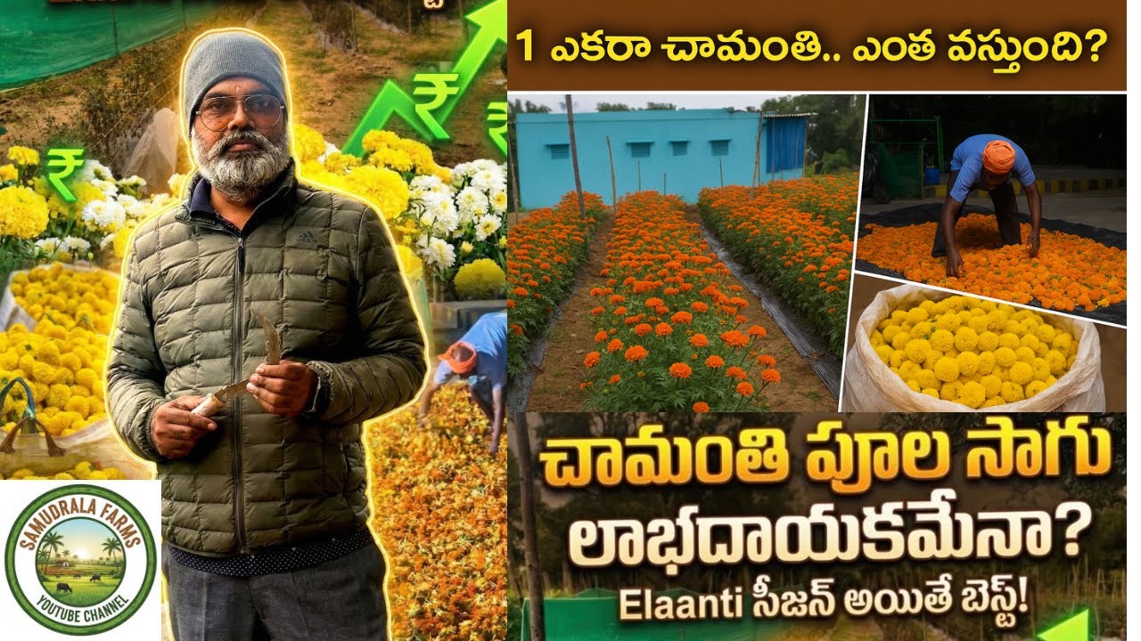ఈ సీజన్ చామంతి సాగు చేస్తే నష్టమా? లాభమా?  చామంతి పూలే బంగారం! ఎలా అంటే? పూర్తి కాస్ట్ & ప్రాఫిట్!