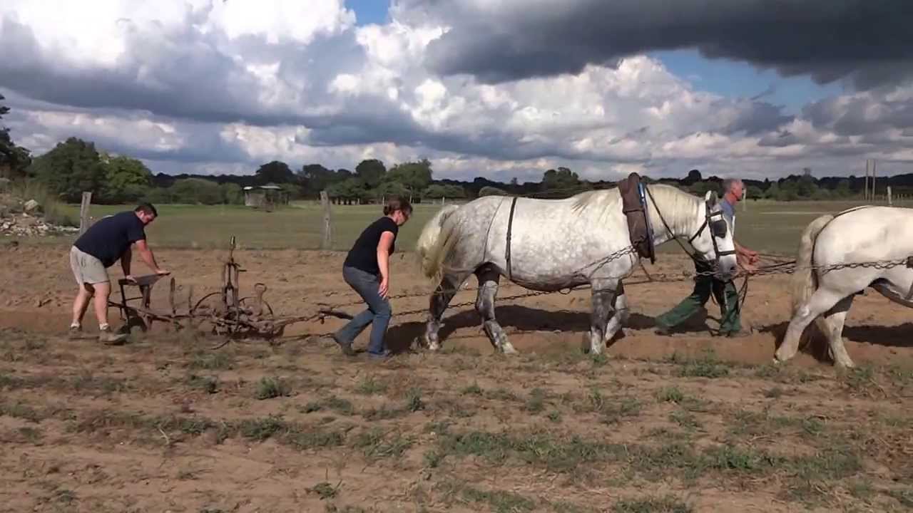 Percheron : Entrainement labour - août 2013